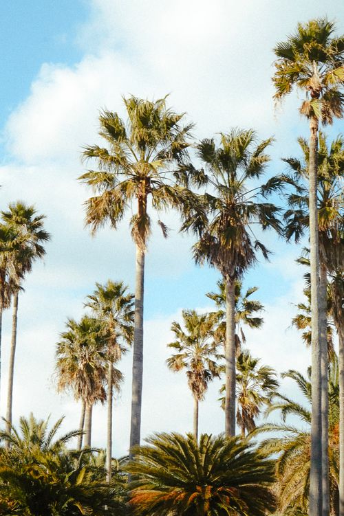 Free Sunny day with tall palm trees reaching into the bright blue sky. Stock Photo