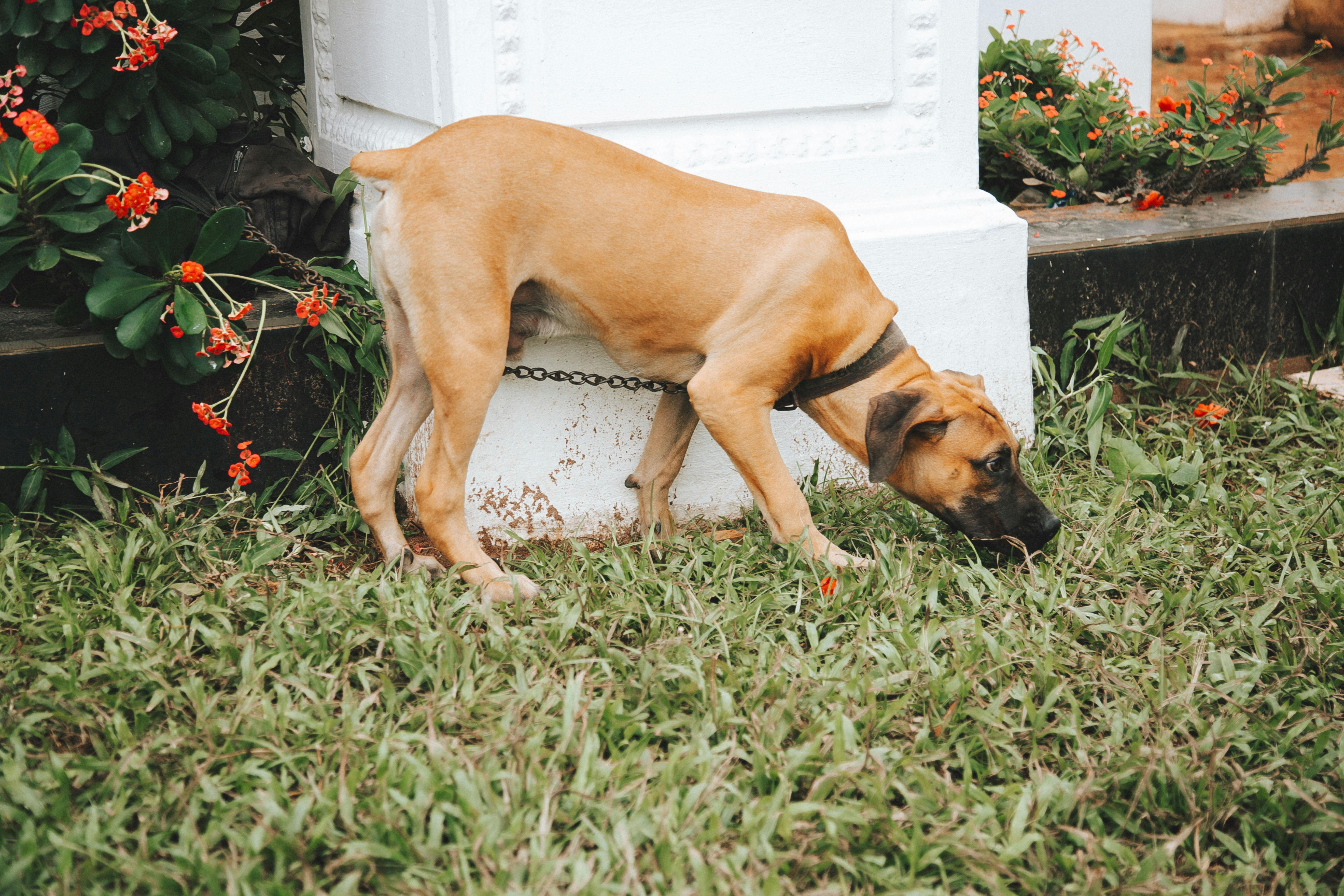 Dog Sniffing The Ground In A Park Or Outdoor Setting
