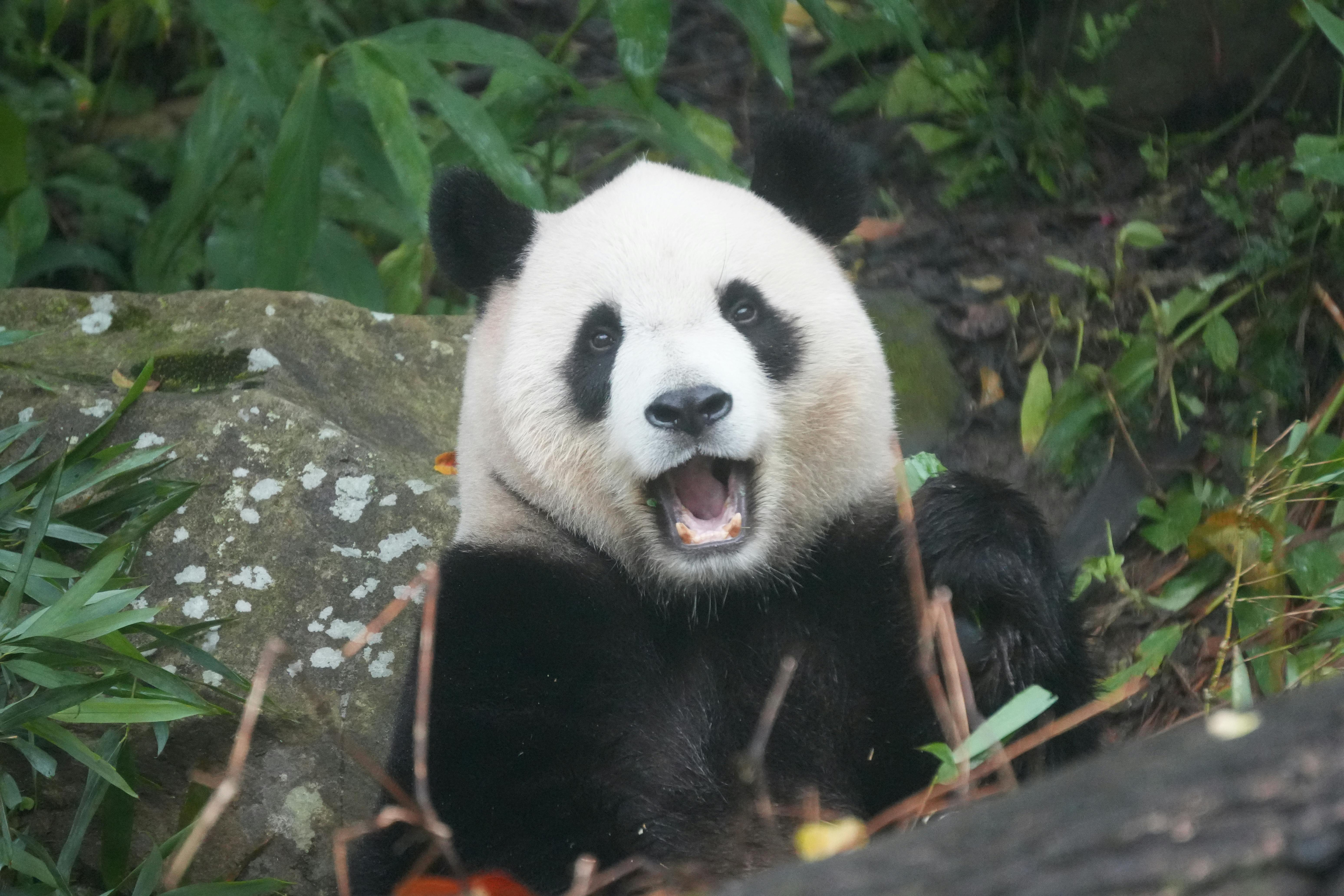 A giant panda playfully enjoys its green habitat, showcasing Taiwan's wildlife beauty.