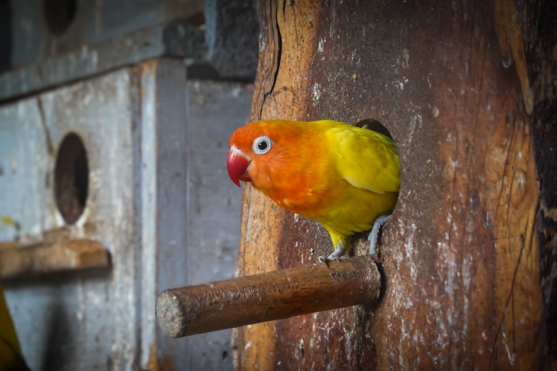 colorful parrot perched on wooden stand indoors