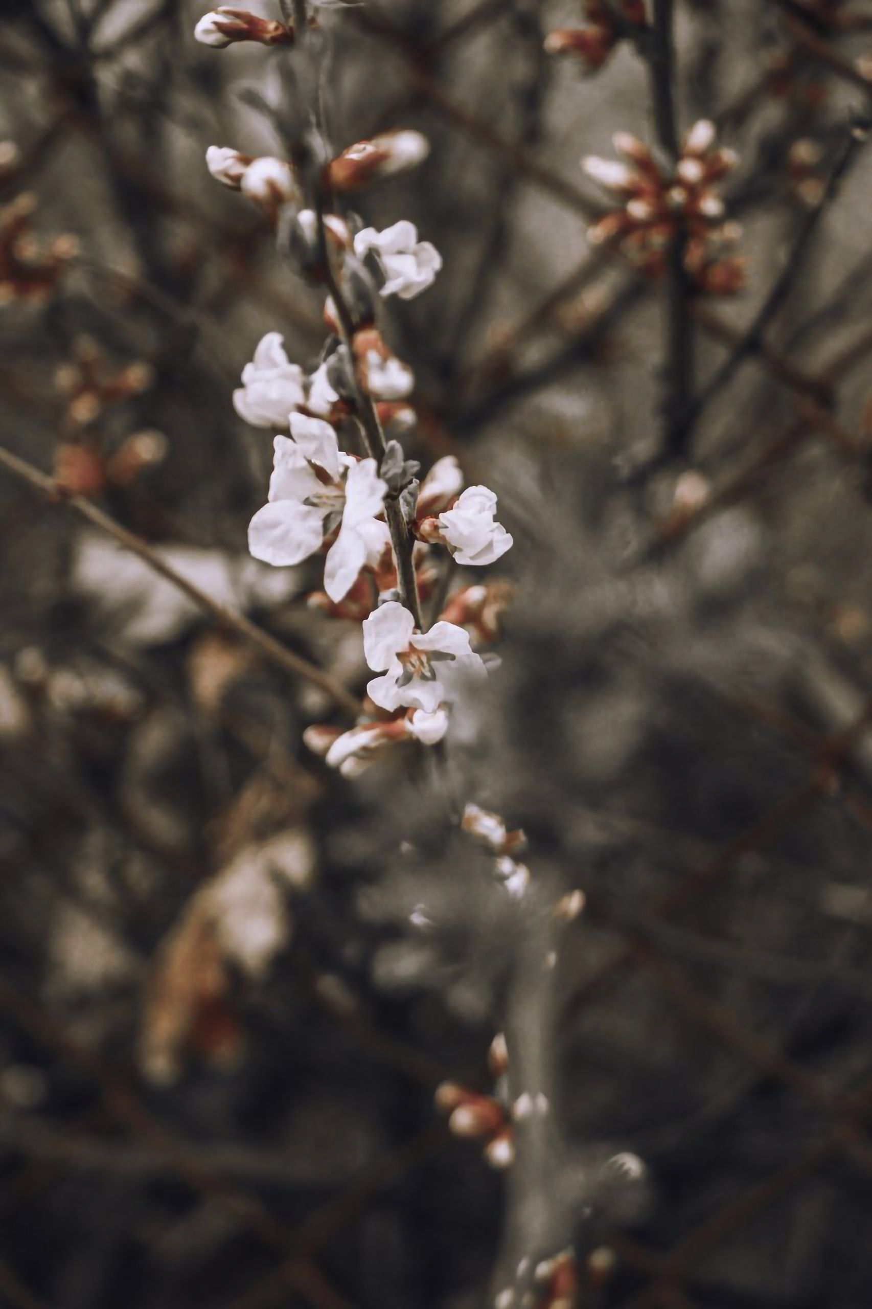 Selective Focus Photography of White Petaled Flower · Free Stock Photo