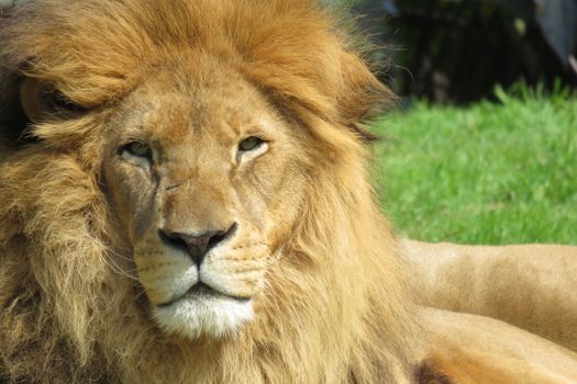 Close-up of a majestic African lion relaxing outdoors on a sunny day.
