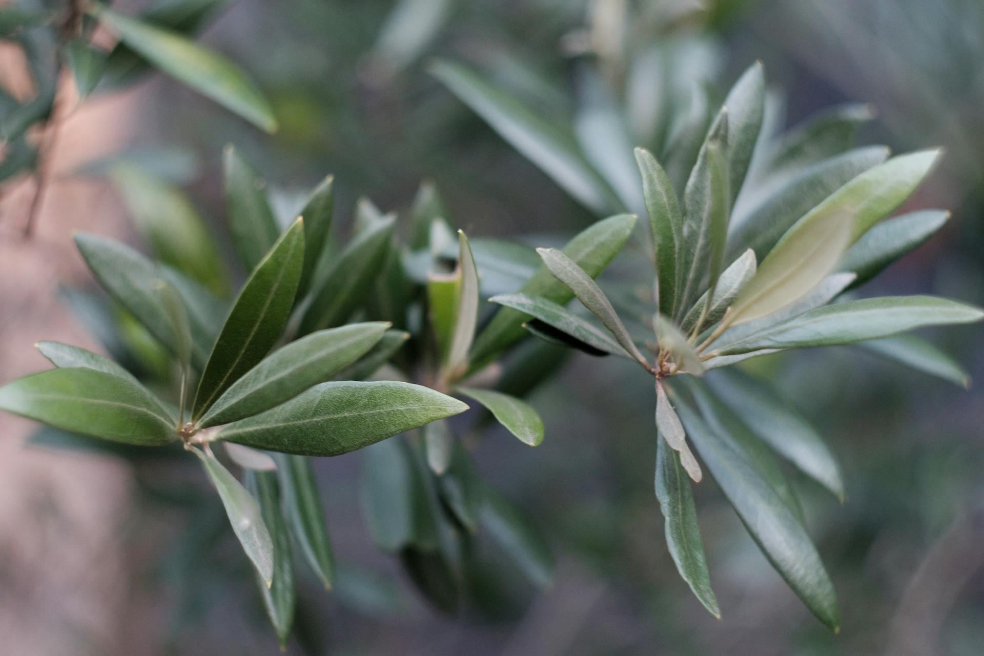 Macro shot of olive leaves showing green hues and natural growth pattern.