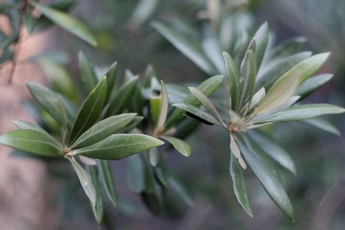 Free Macro shot of olive leaves showing green hues and natural growth pattern. Stock Photo