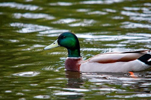 Free Close-up of a male mallard duck gliding on a calm pond in natural surroundings. Stock Photo