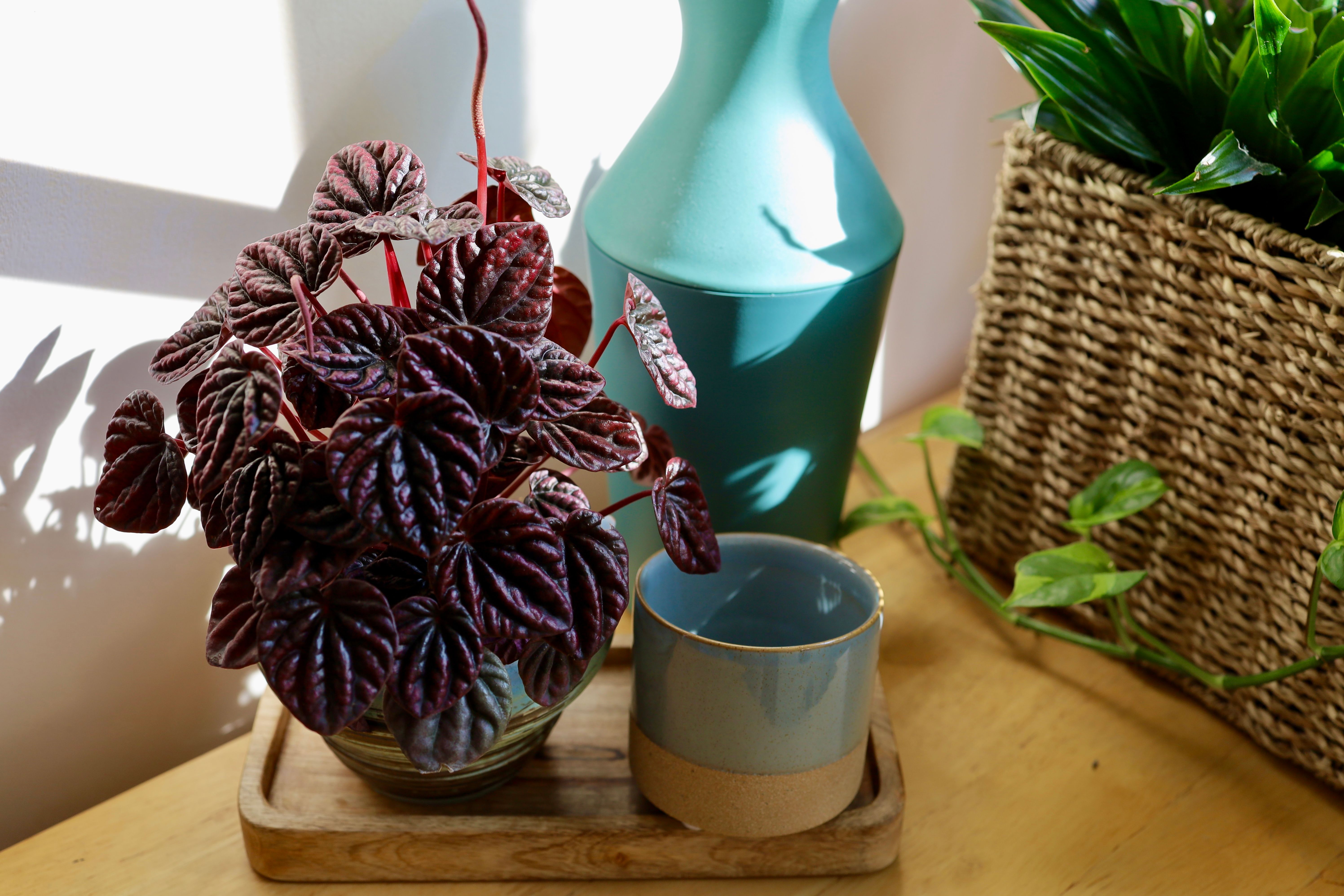 peperomia plant on side table