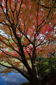 Beautiful autumn maple tree displaying vibrant colors in a tranquil Japanese park setting.