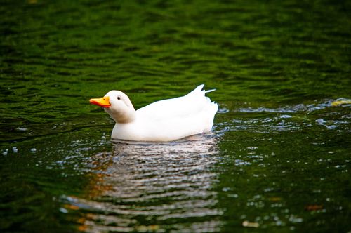 Free A serene white duck gliding across a green pond in Ingolstadt, Germany. Stock Photo