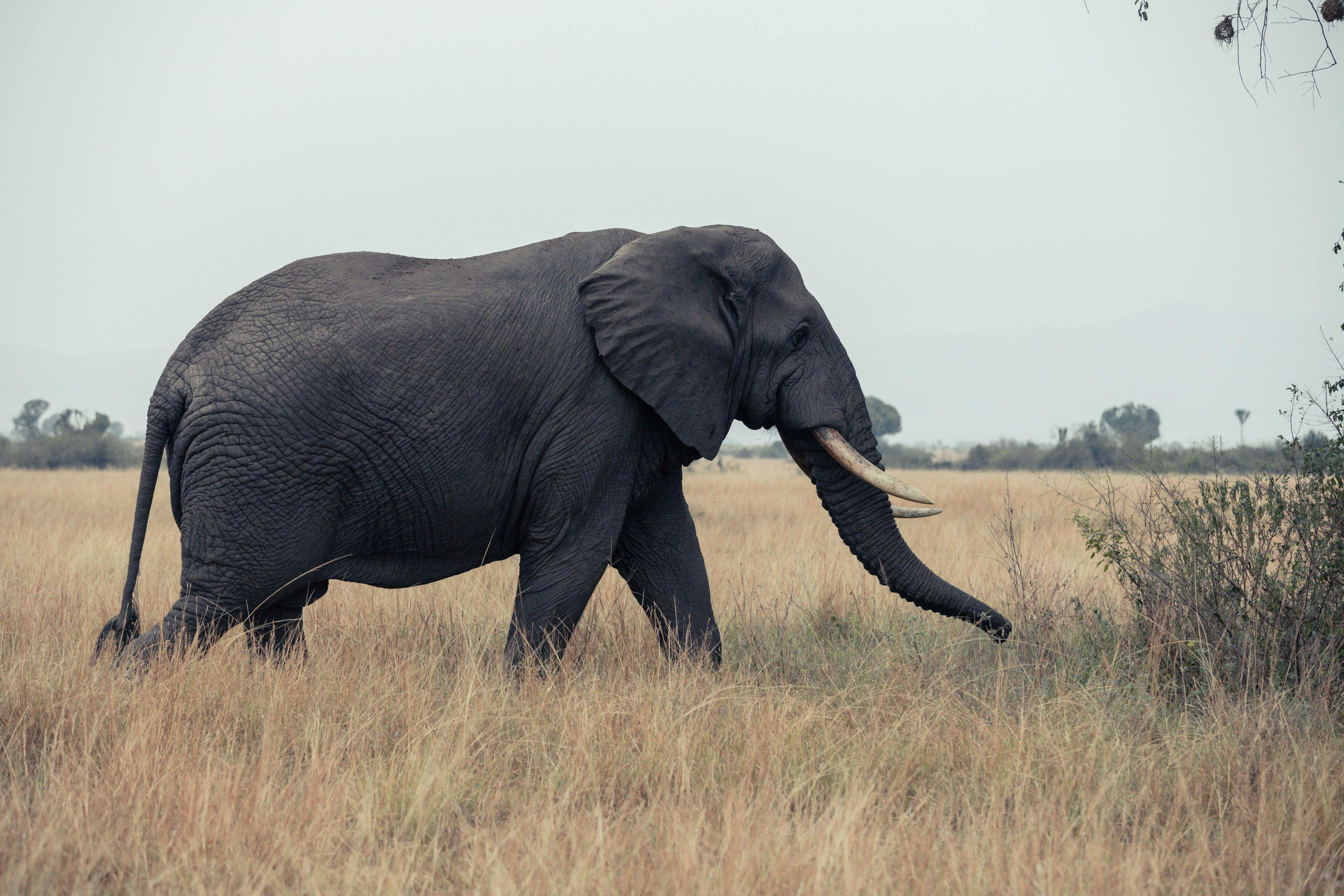 Queen Elizabeth National Park, Uganda - travel photo