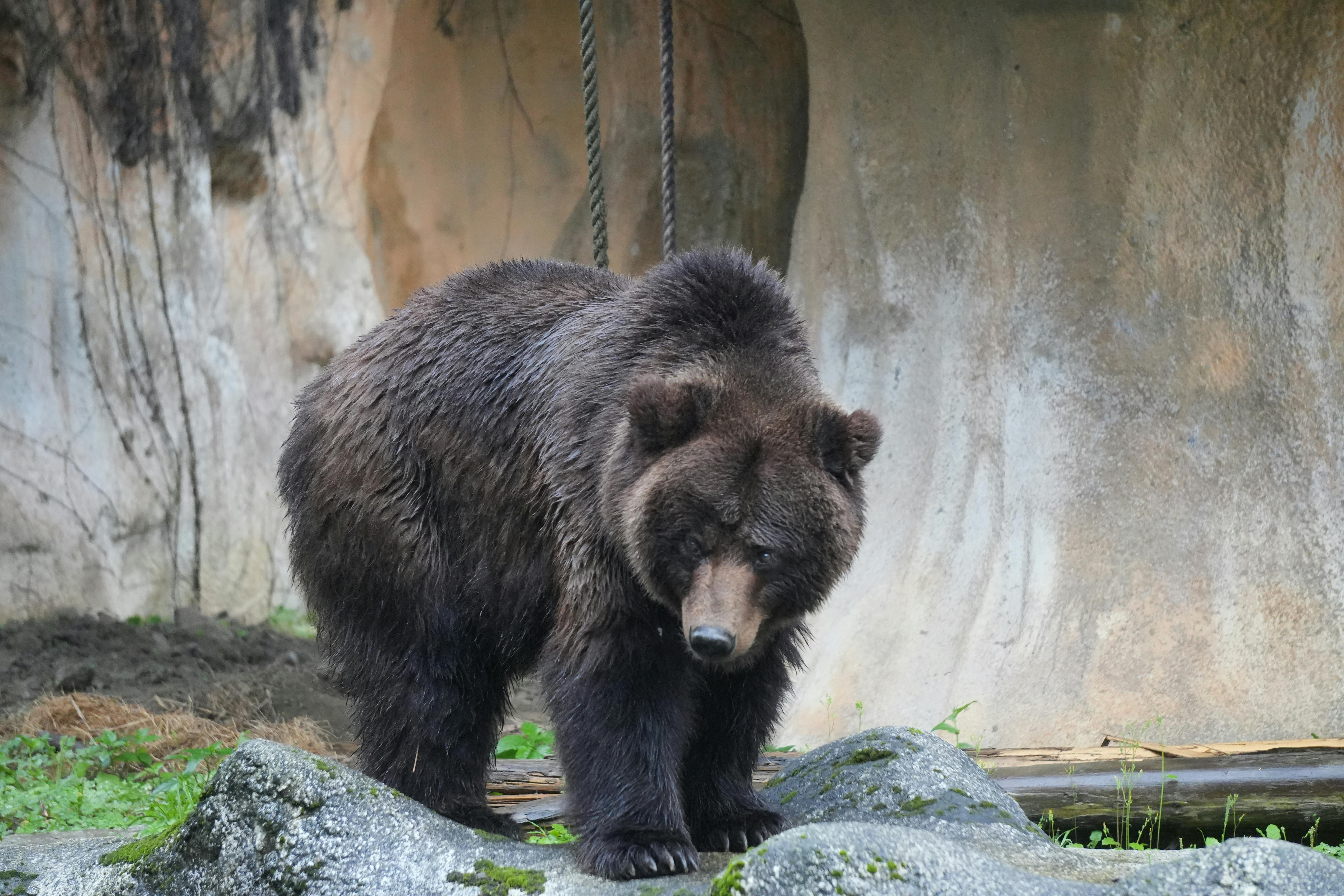 Bear Greg - Apollo At 25