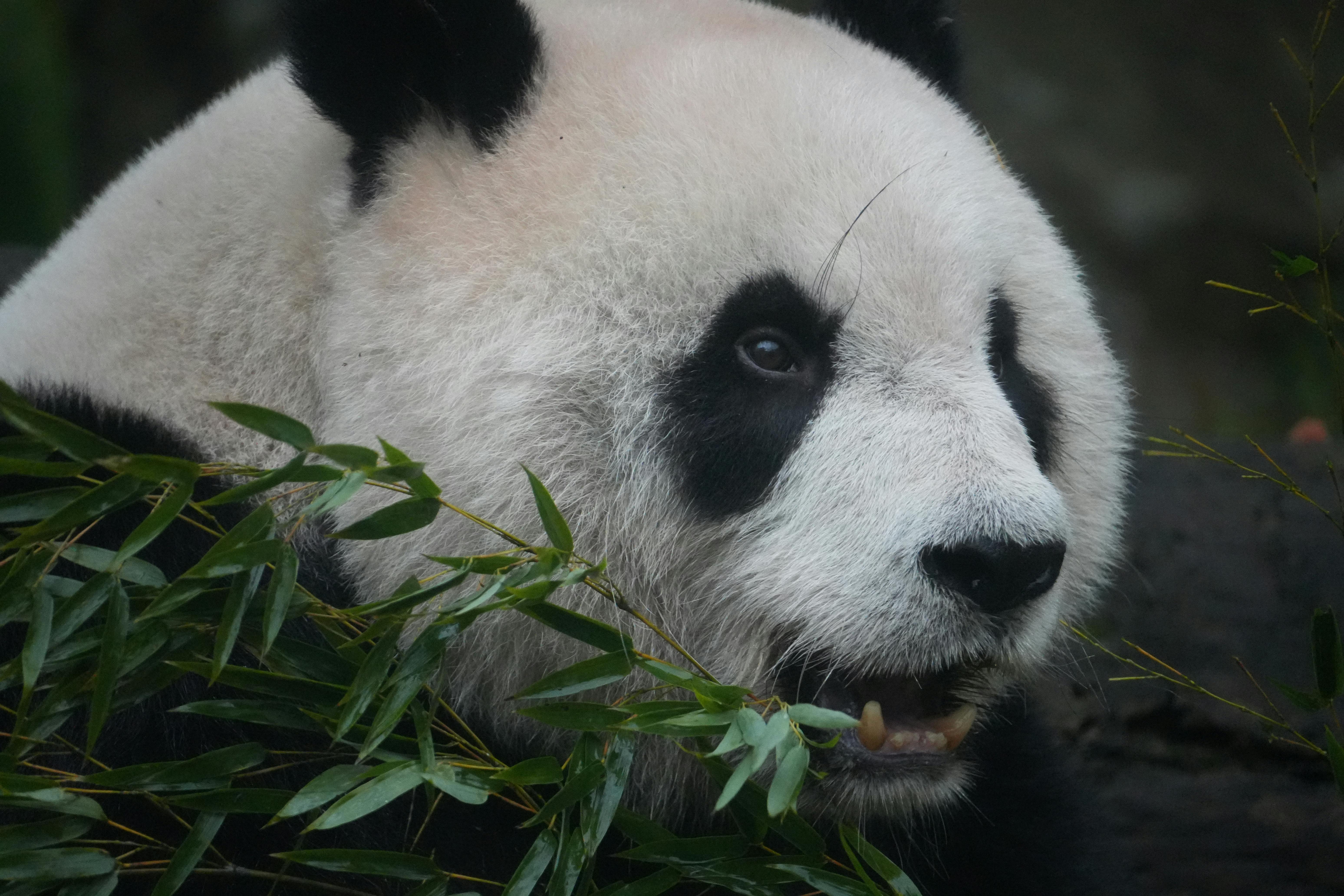A close-up photo of a giant panda enjoying bamboo at Taipei Zoo in Taiwan.