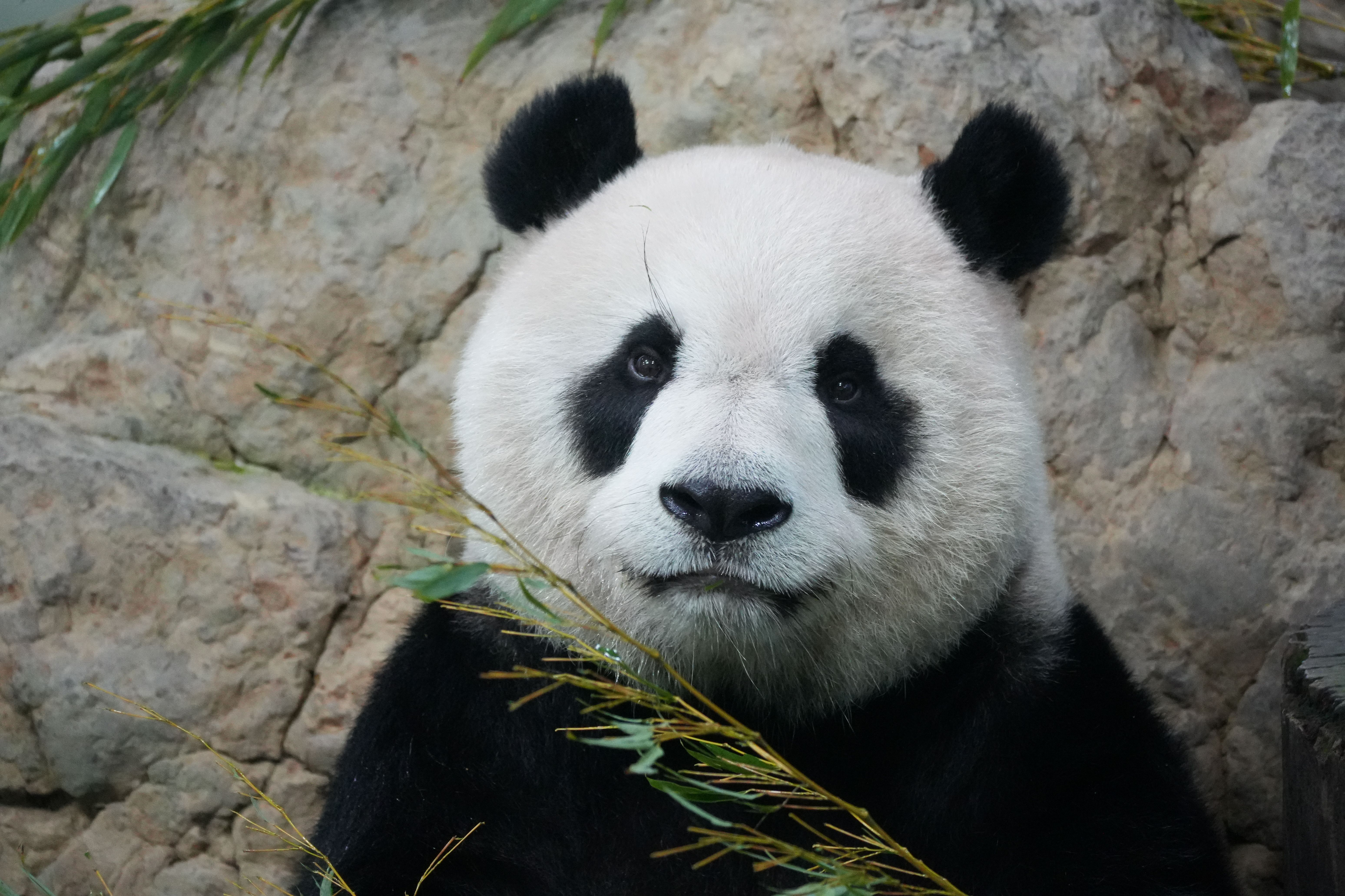 Close-up of a Giant Panda in Taipei Zoo · Free Stock Photo