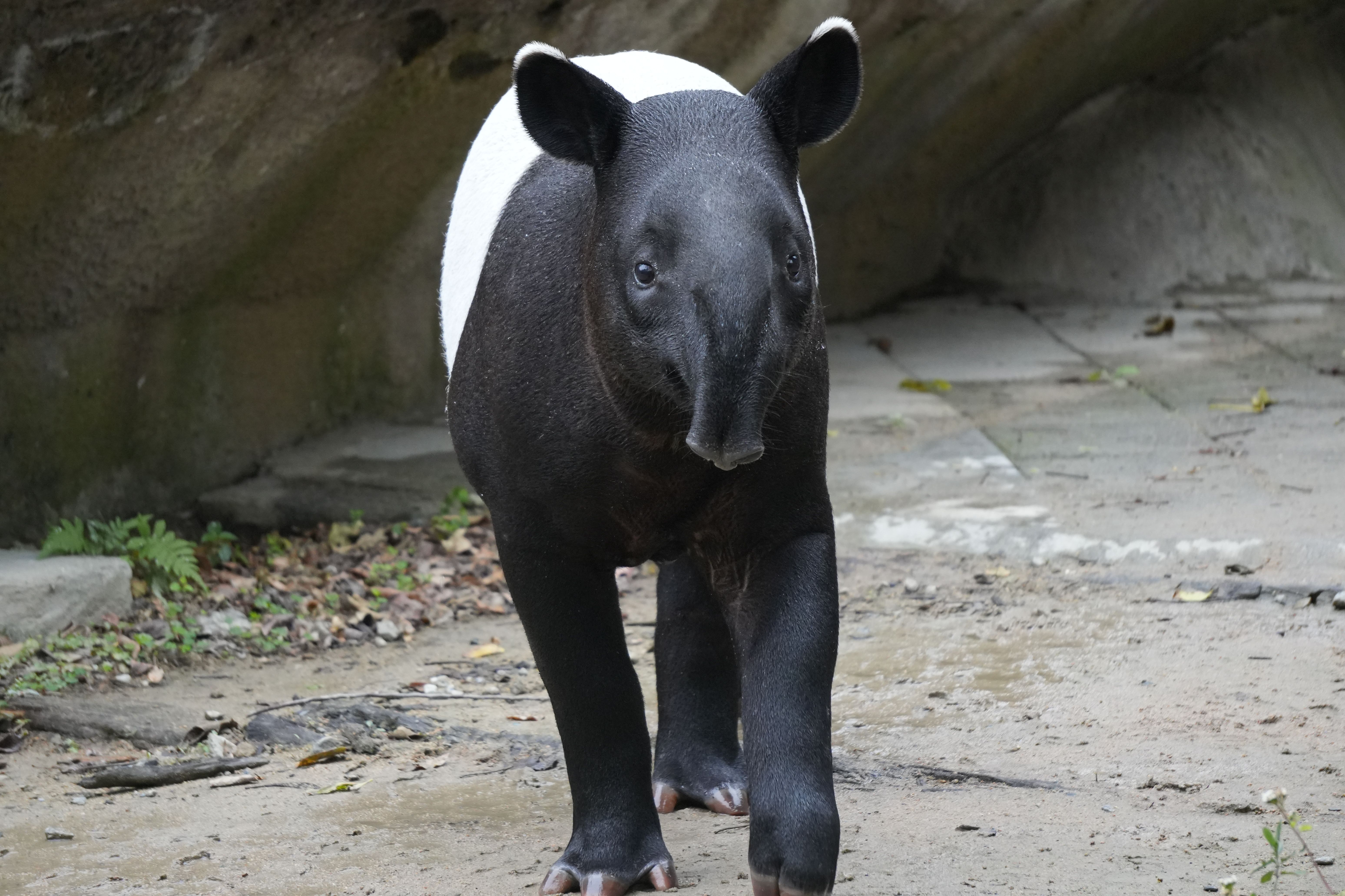 Photo of a Malayan Tapir  Free Stock Photo