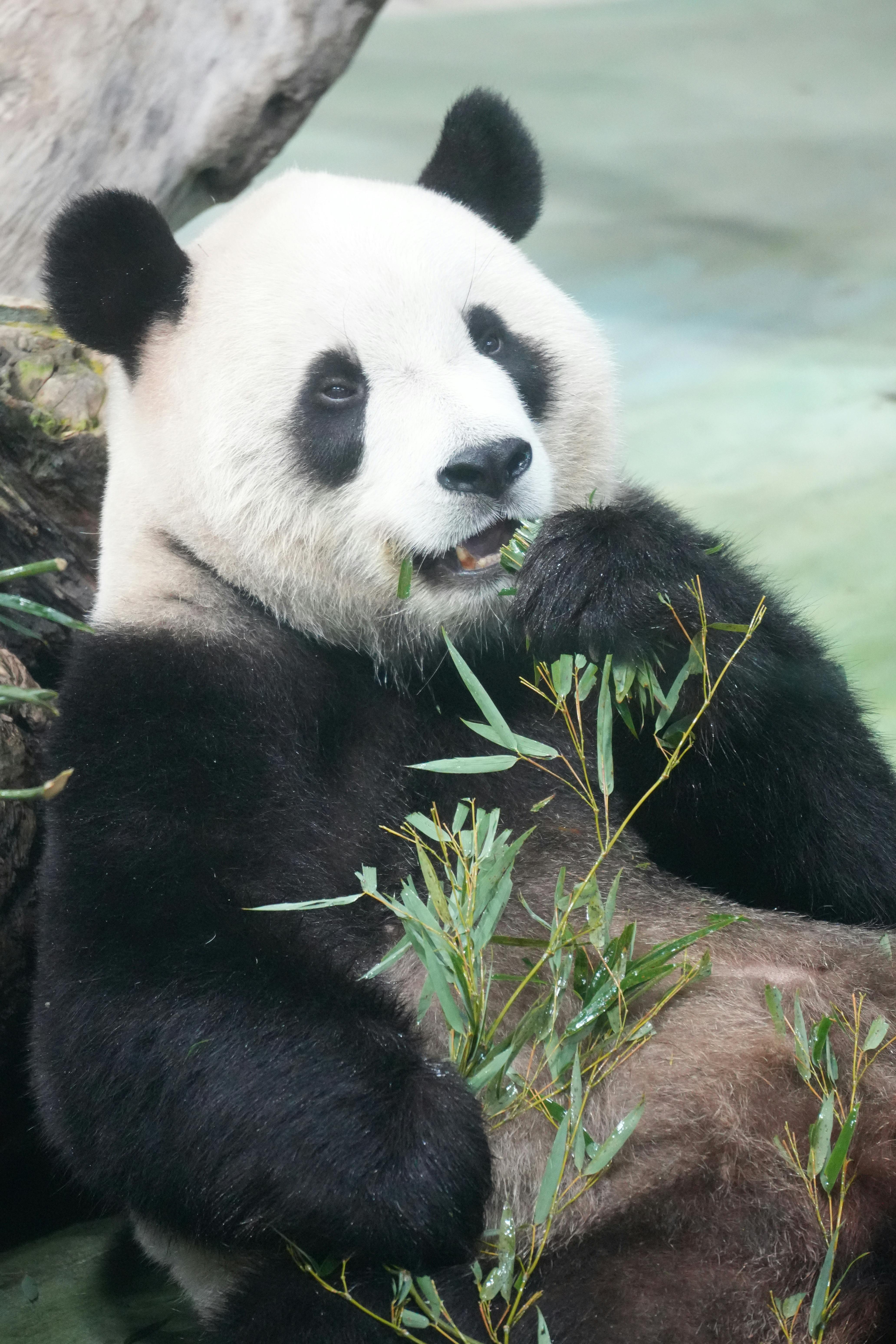 giant panda eating bamboo at taipei zoo habitat