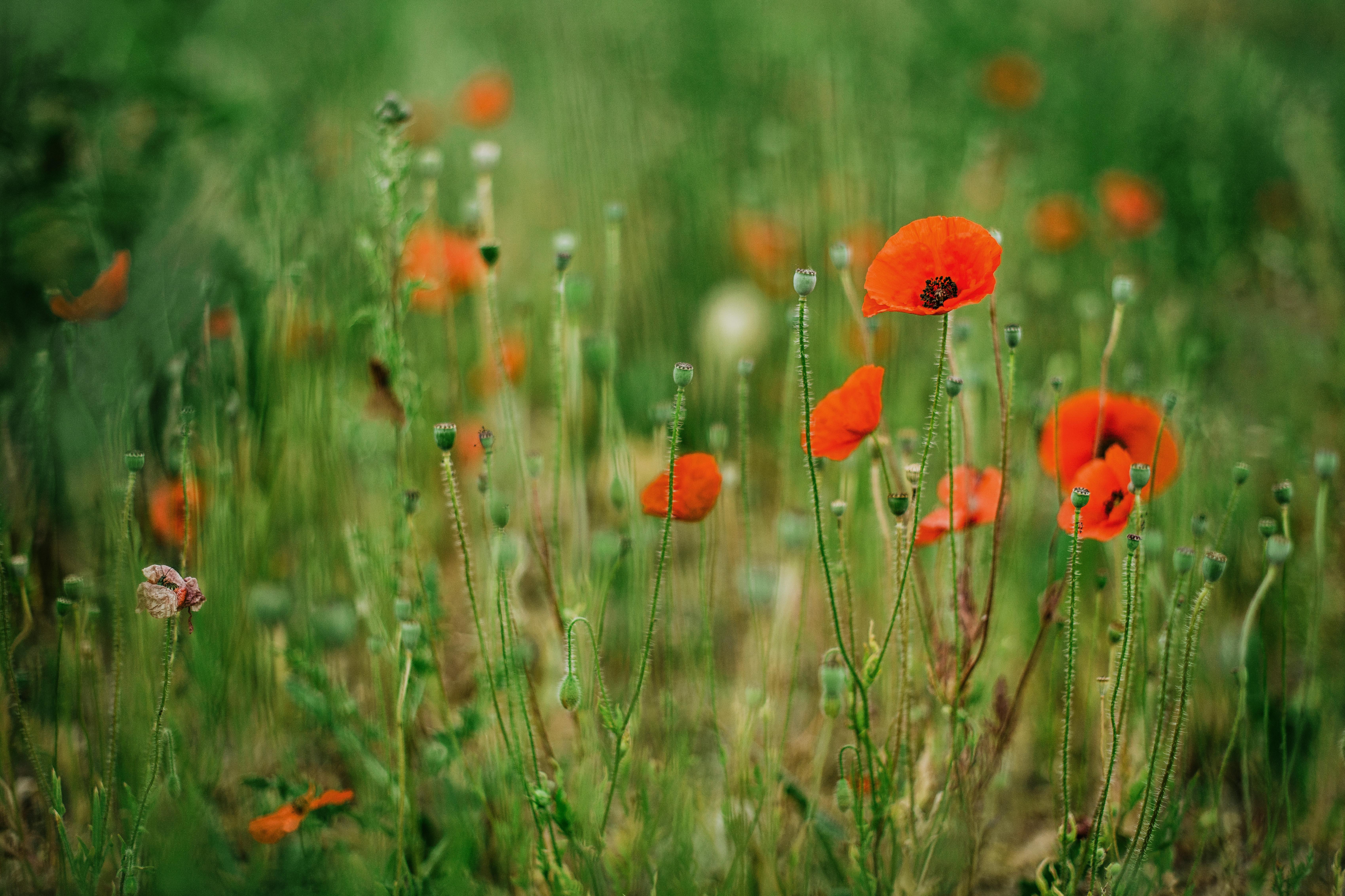 Güneşli bir günde, yemyeşil bir kırda mutlulukla renkli çiçekler toplayan bir kadın.