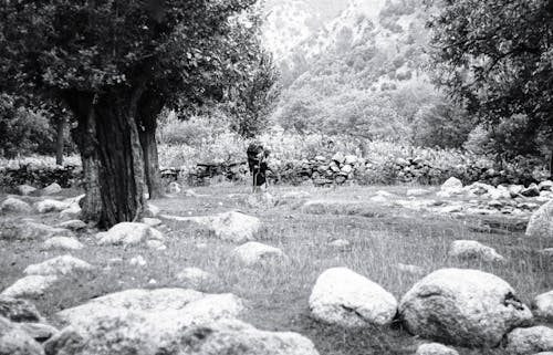 Rocas, Pasto Y árboles Durante El Día