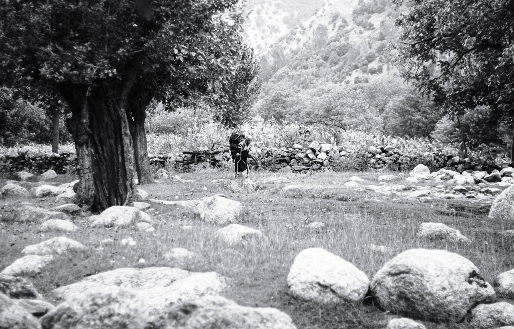 A serene view of trees and rocks in Chitrāl, Pakistan's mountainous terrain.