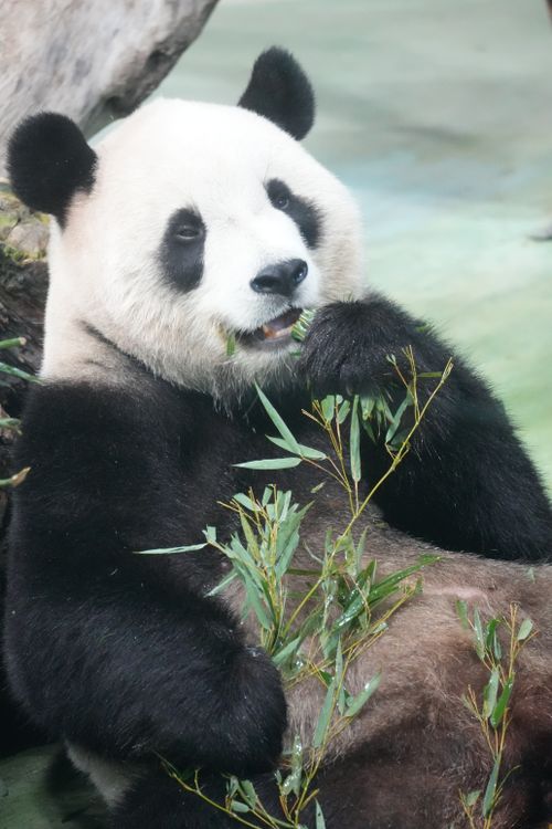 Free Close-up of a giant panda munching on bamboo at Taipei Zoo, showcasing its natural habitat. Stock Photo
