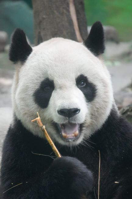 Close-up of a giant panda enjoying bamboo at Taipei Zoo.