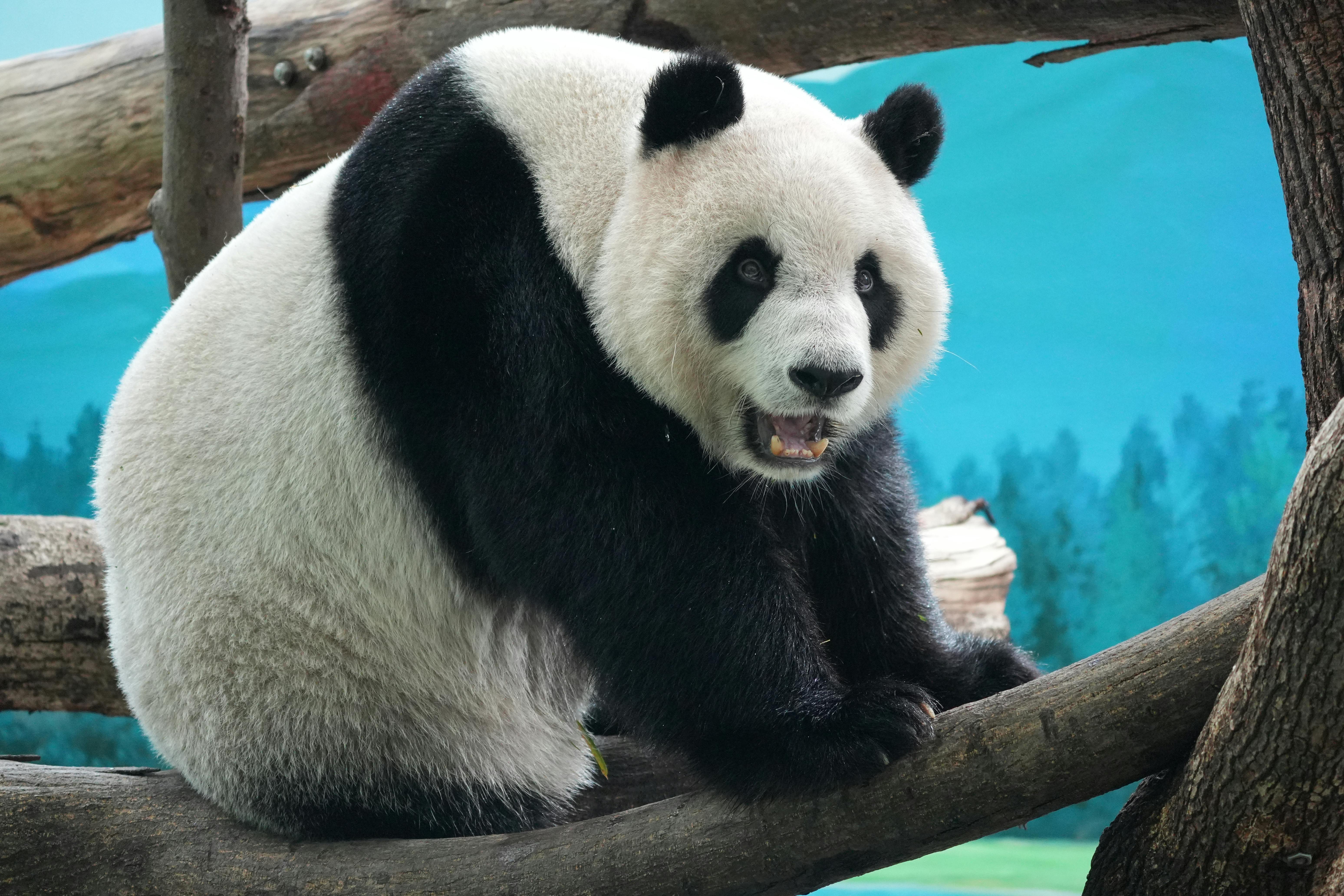Giant Panda Resting on Tree Branch at Taipei Zoo · Free Stock Photo