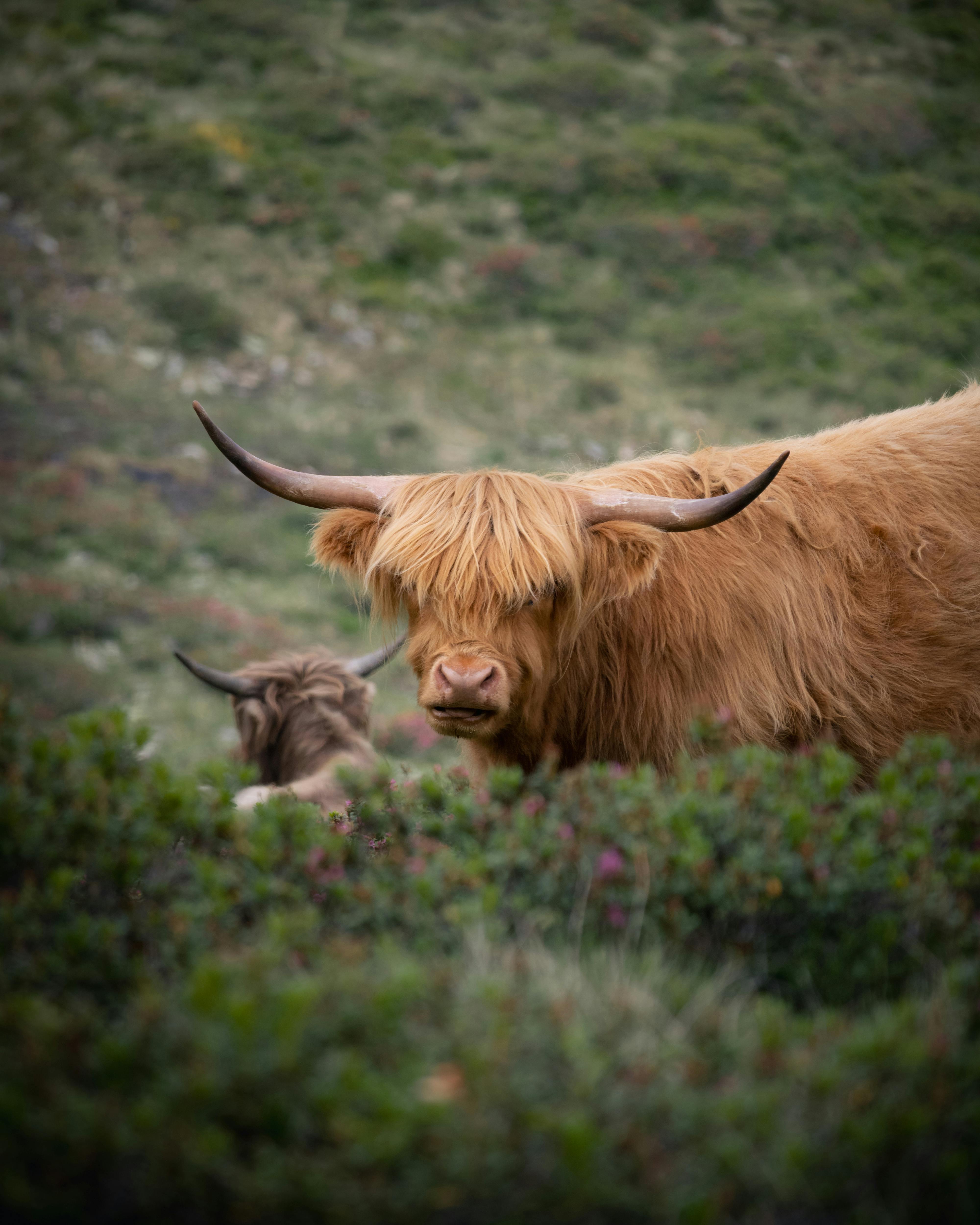 grátis Foto profissional grátis de 4k, agricultura, Alpes Foto profissional