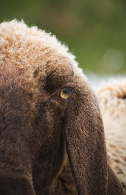 Free Detailed close-up shot of a sheep's eye highlighting texture and detail in Obergurgl, Austria. Stock Photo