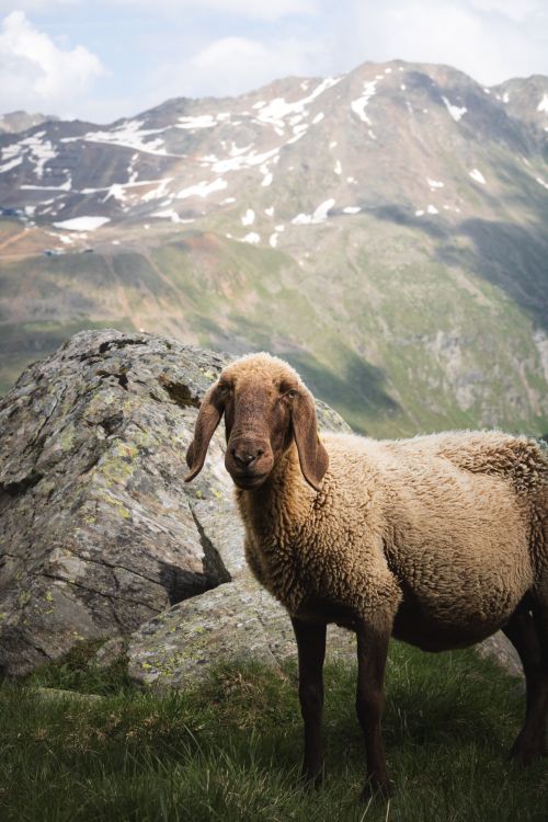 Free Lone sheep in Obergurgl, Tirol with stunning mountain backdrop, perfect for nature enthusiasts. Stock Photo