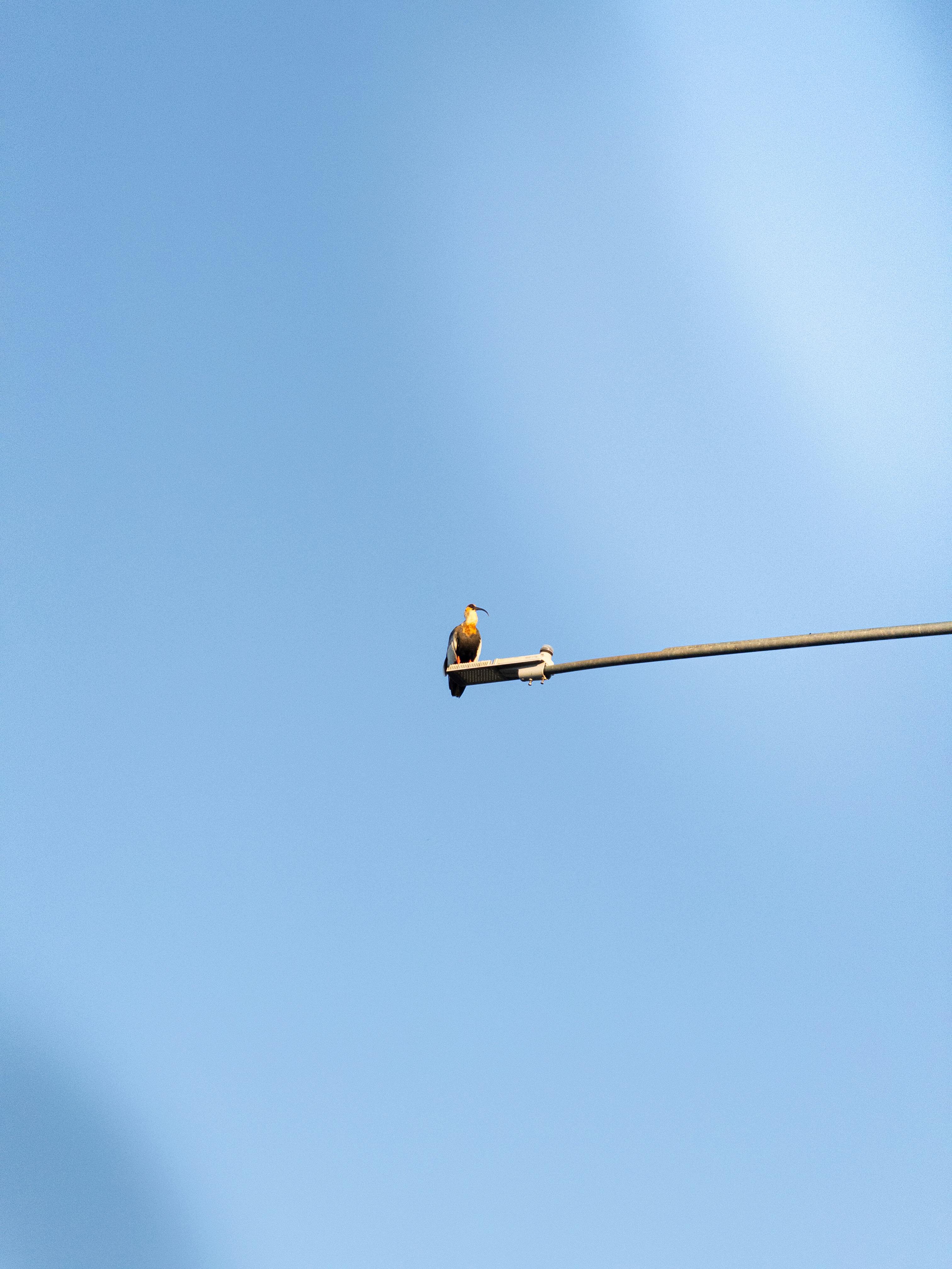 Gratis Burung Curicaca duduk di atas kawat dengan latar belakang langit biru cerah di Brasil. Foto Stok