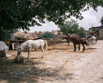 A peaceful ranch landscape featuring grazing horses under a tree, capturing a rustic countryside feel.