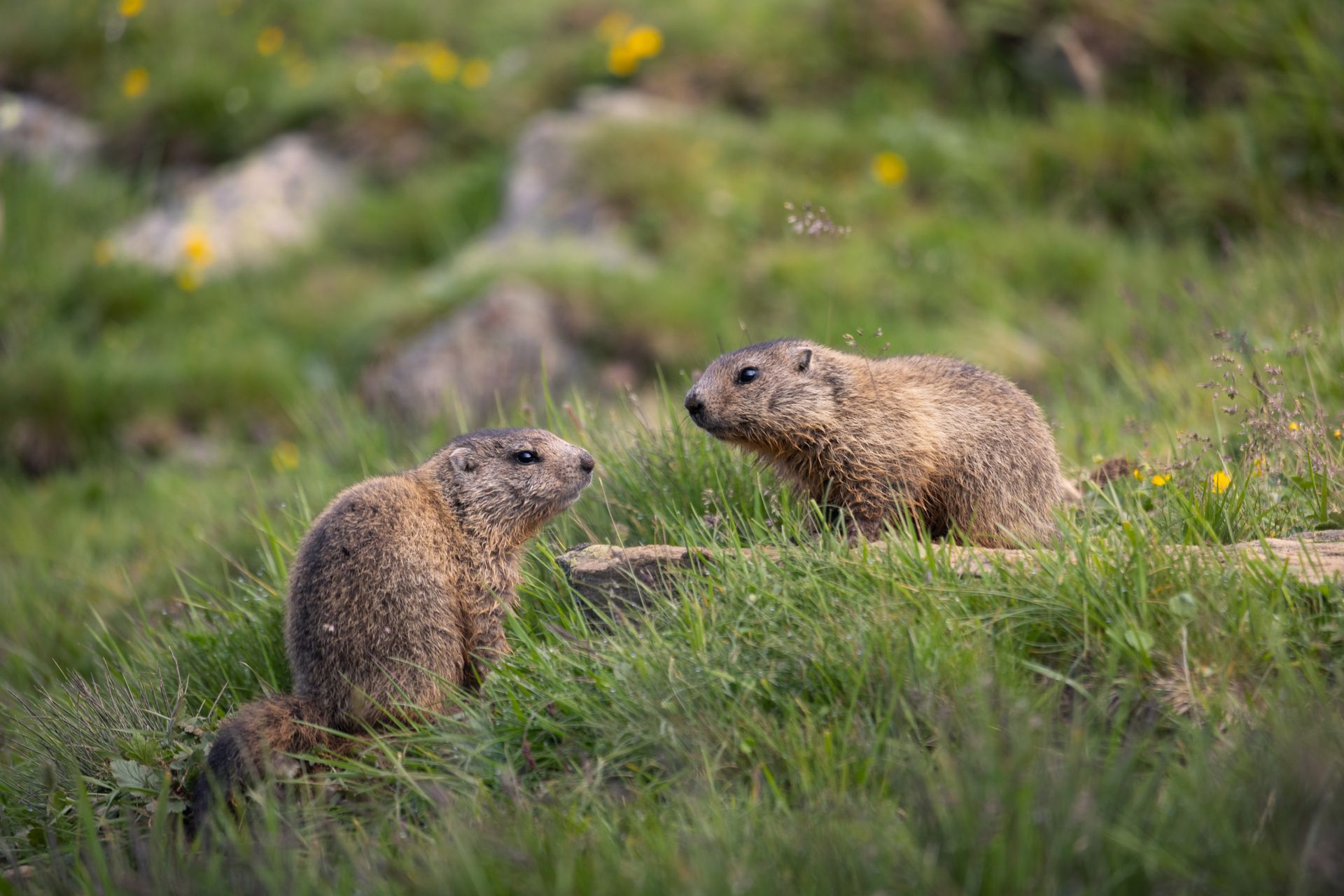 Pair of Alpine marmots communicating in a grassy Obergurgl landscape.