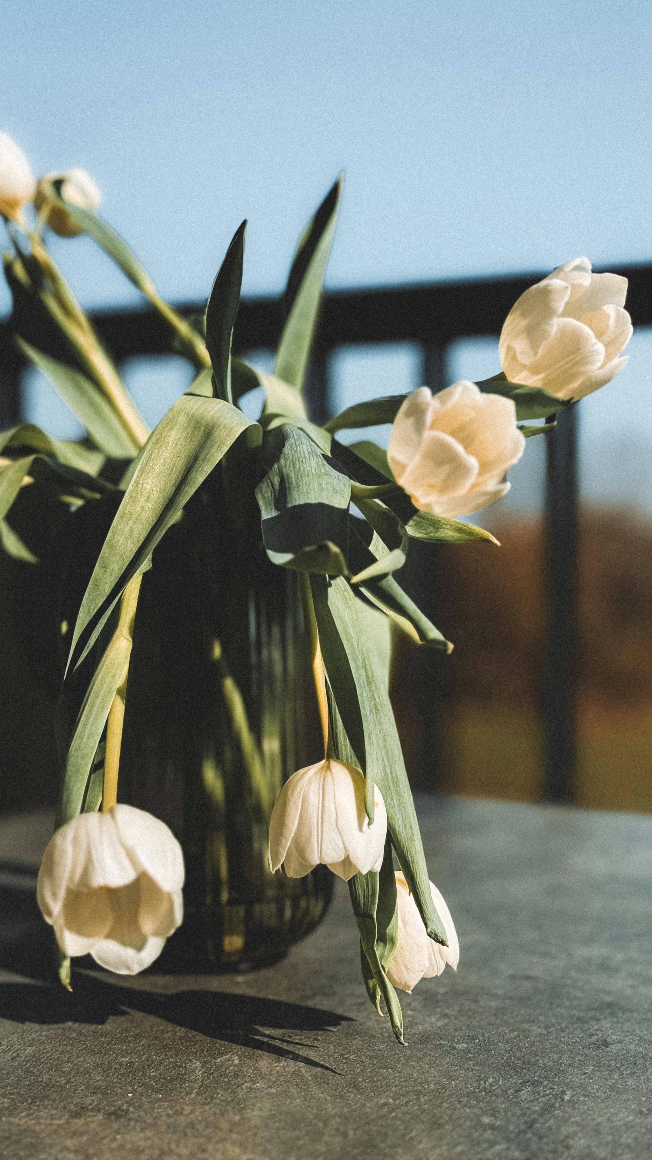 [ColoSach]-a-beautiful-arrangement-of-white-tulips-in-a-vase-on-an-outdoor-patio-table.