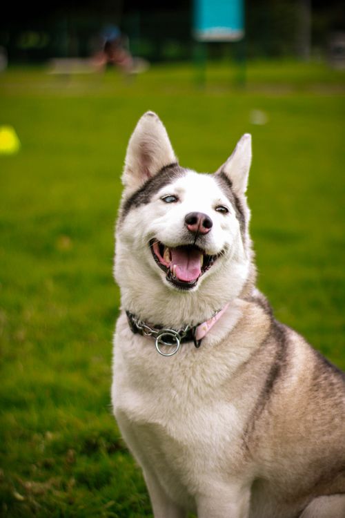 Free Smiling Siberian Husky posing in a vibrant green park setting on a sunny day. Stock Photo