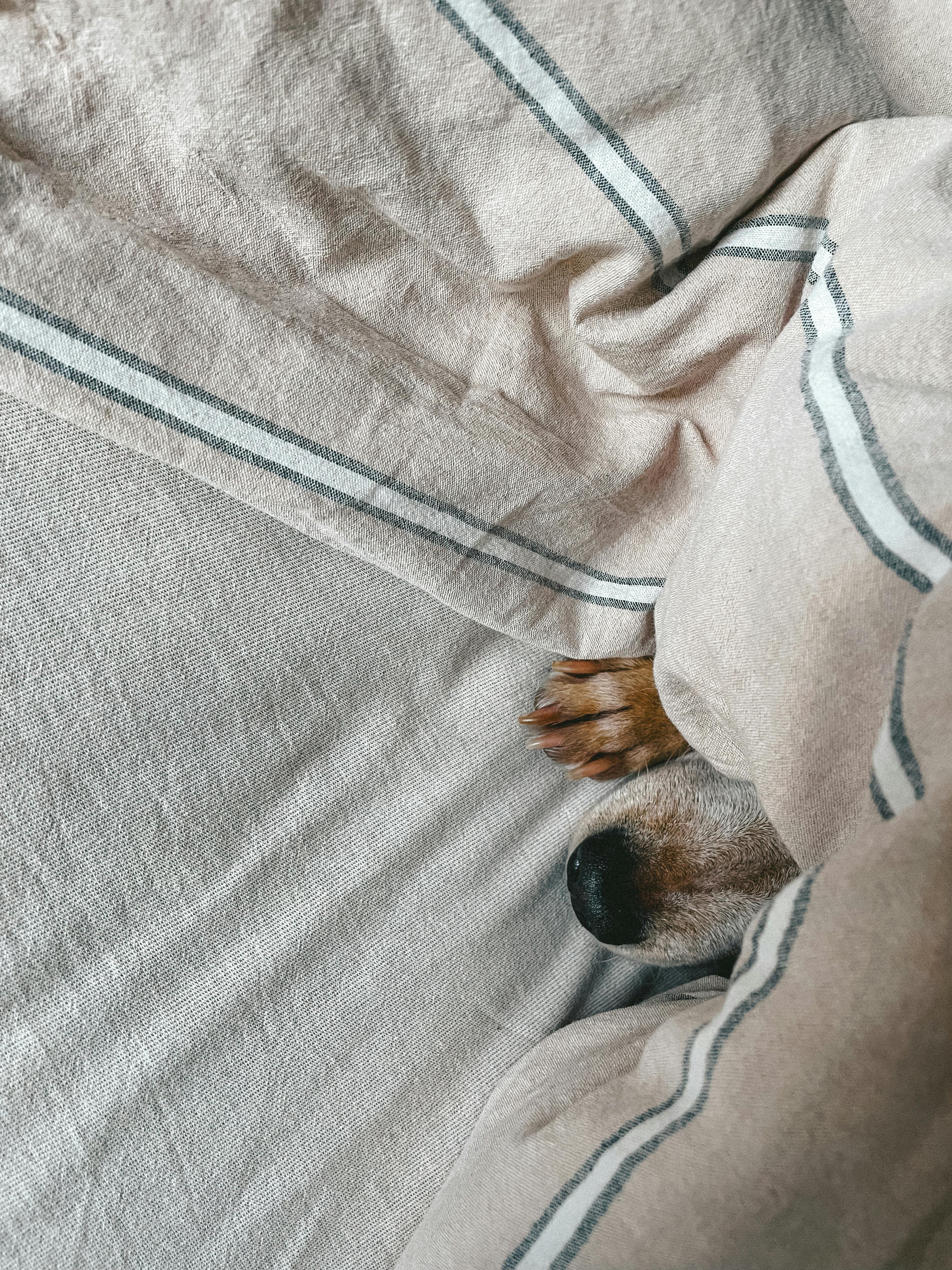 A cute dog nose and paw peek from under a cozy blanket, creating a sense of warmth and comfort.