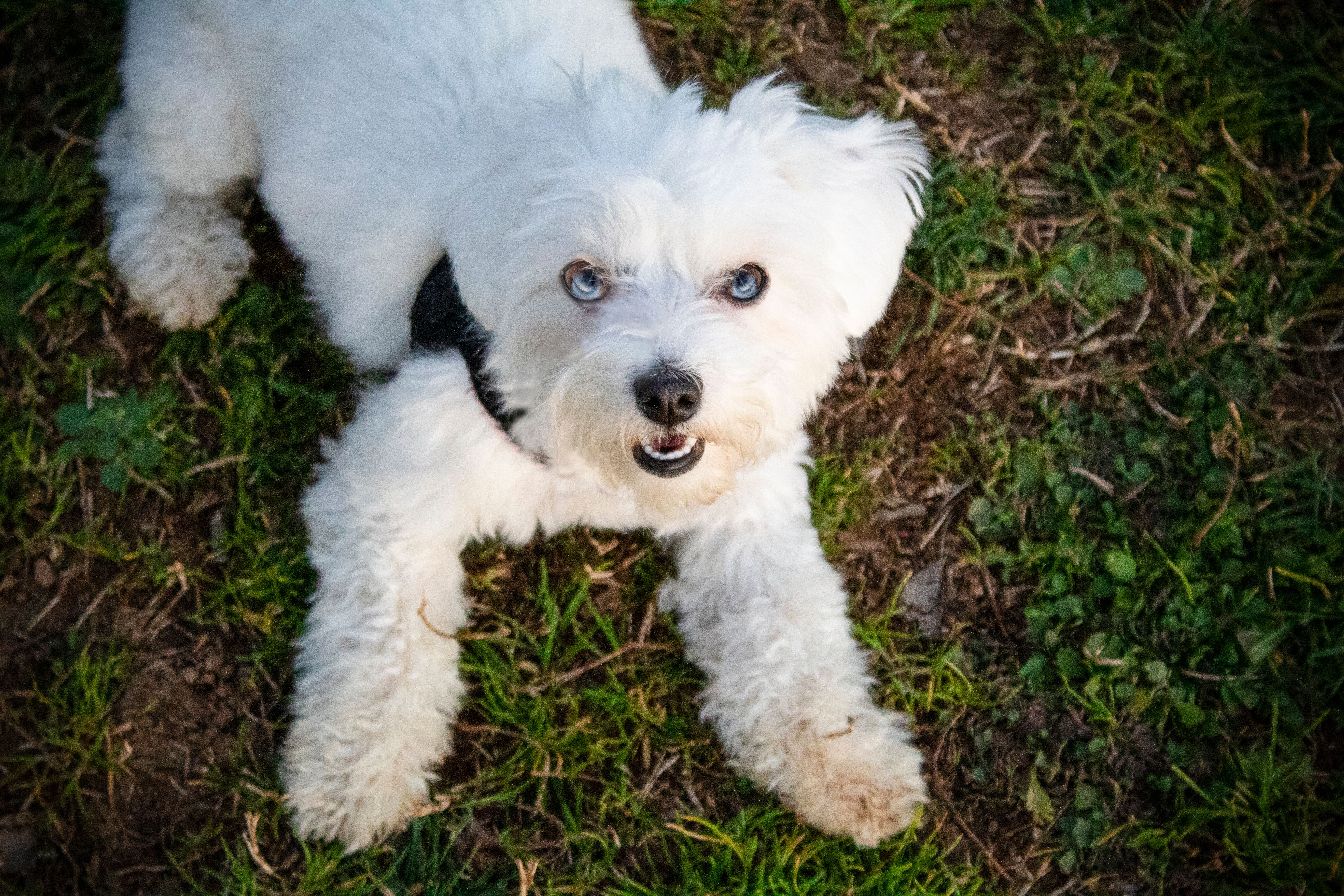 Fotomural Adorable perro blanco esponjoso con ojos azules descansando en el exuberante césped verde y luciendo alegre.