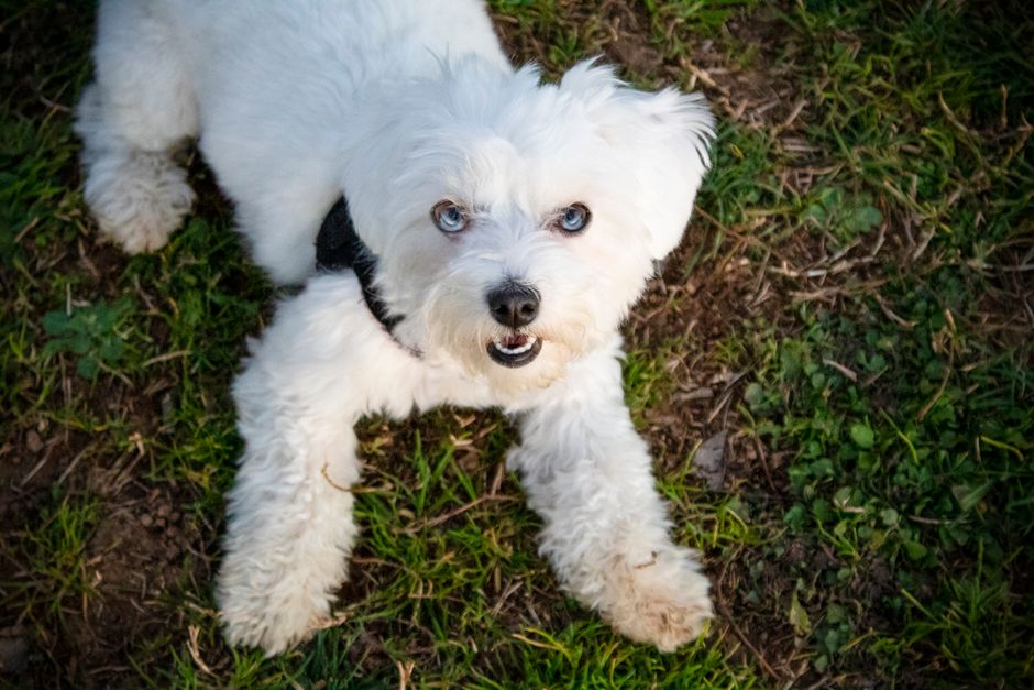 Fotomural Adorable perro blanco esponjoso con ojos azules descansando en el exuberante césped verde y luciendo alegre.