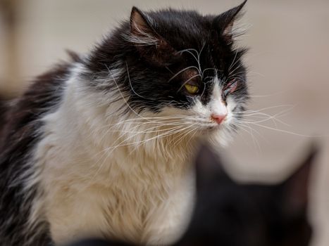 cat kidney disease early warning signs