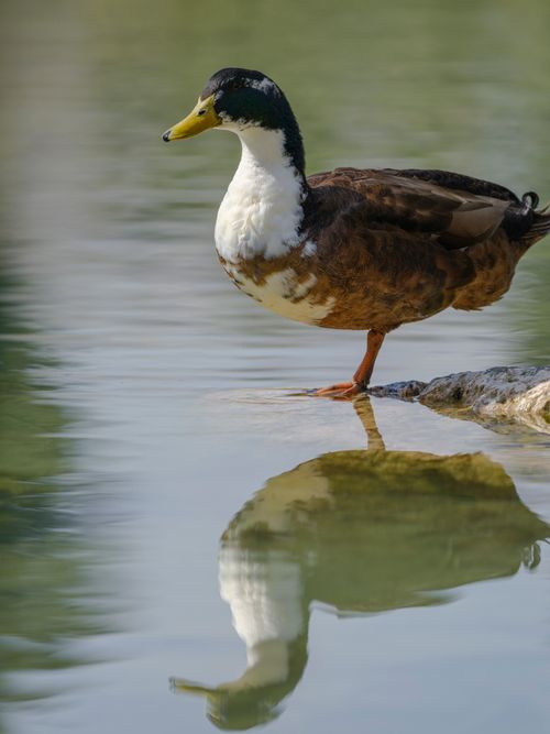 Free A beautiful duck reflected in a calm pond on a sunny day. Stock Photo