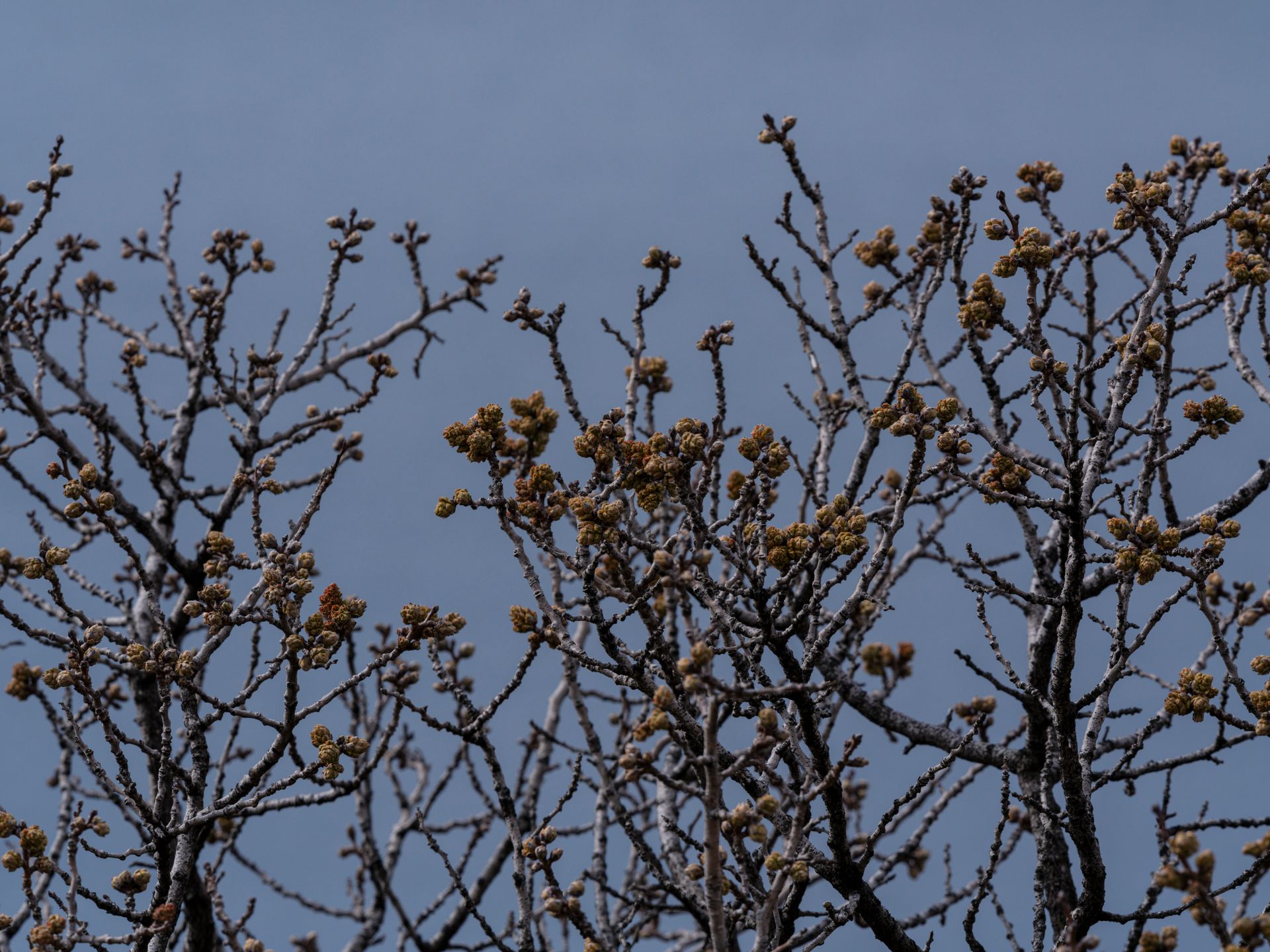 Tree branches with early spring buds silhouetted against a clear blue sky.