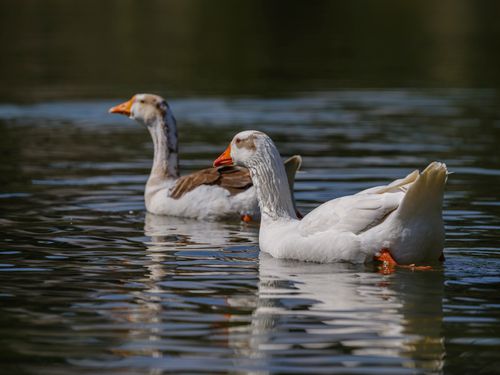 Free Two geese calmly glide across a sunlit pond amidst a peaceful outdoor scene. Stock Photo