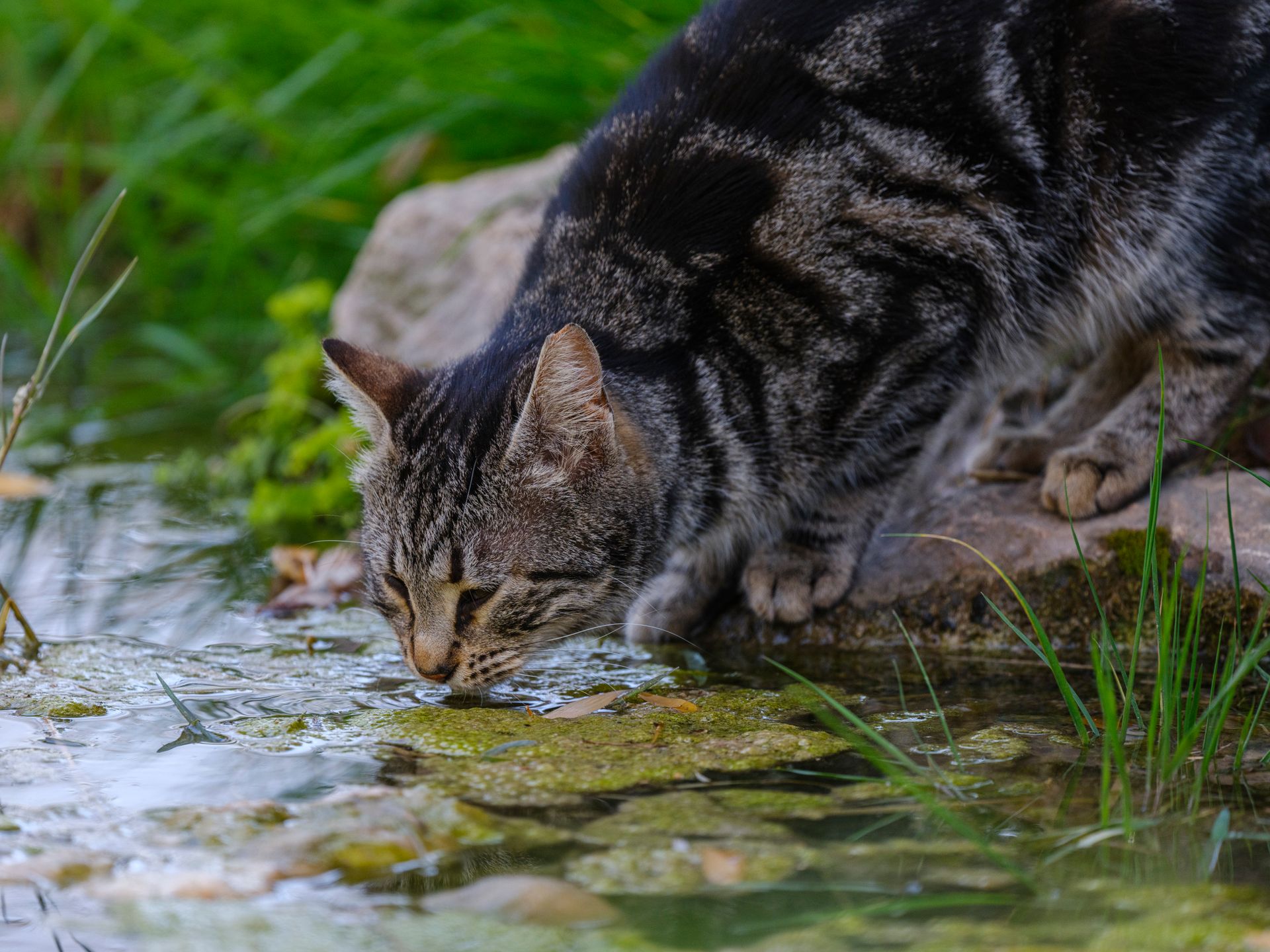 Close-up of a gray tabby cat drinking water at an outdoor pond surrounded by greenery.