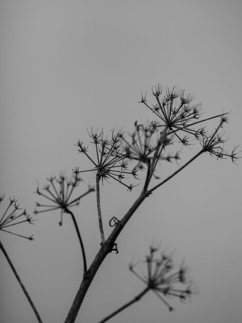 Free A striking black and white photograph capturing the silhouette of dry plant stems against a plain background. Stock Photo