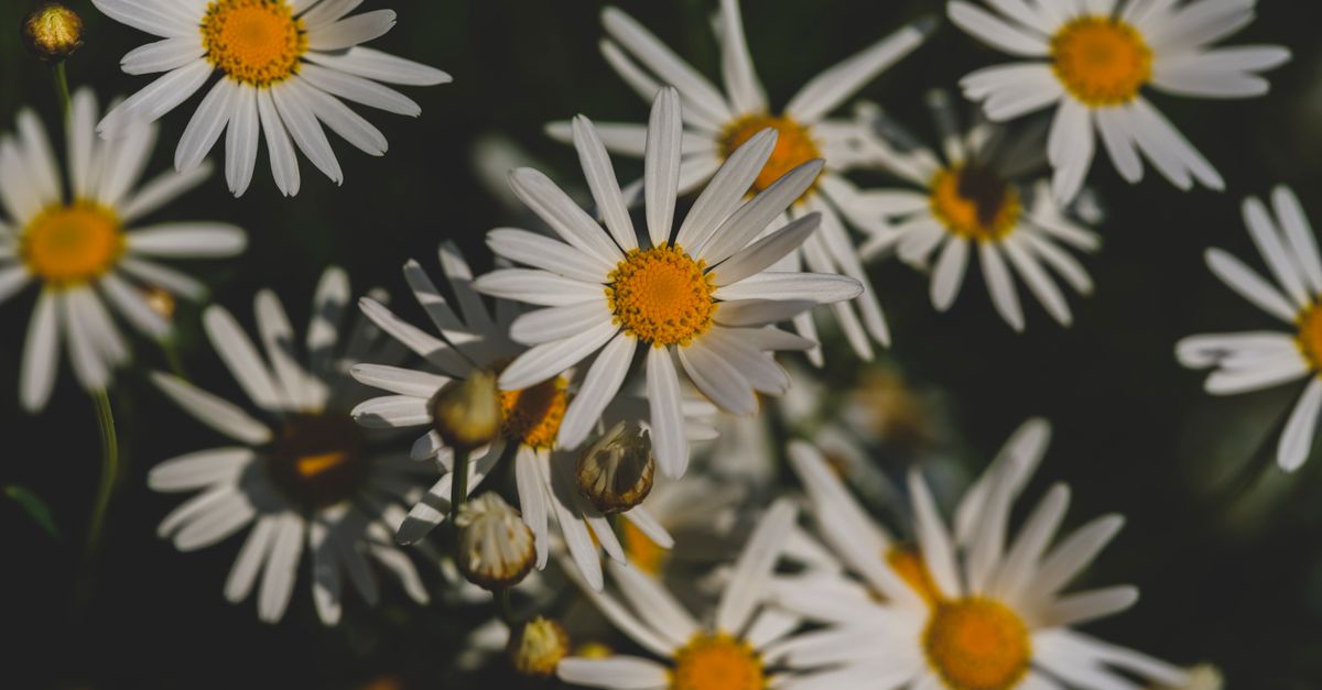 A vibrant close-up of daisies blooming in the sunlight, capturing the beauty of nature. - Evidence evidence guide for chamomile sleep meta-analysis