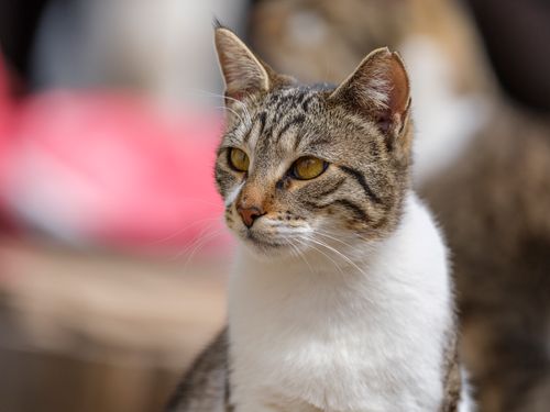 Free A close-up portrait of a tabby cat with a focused expression, captured outdoors in natural light. Stock Photo