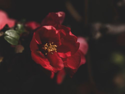 Free Macro shot of a vibrant red flower with intricate petals in a sunlit garden setting. Stock Photo