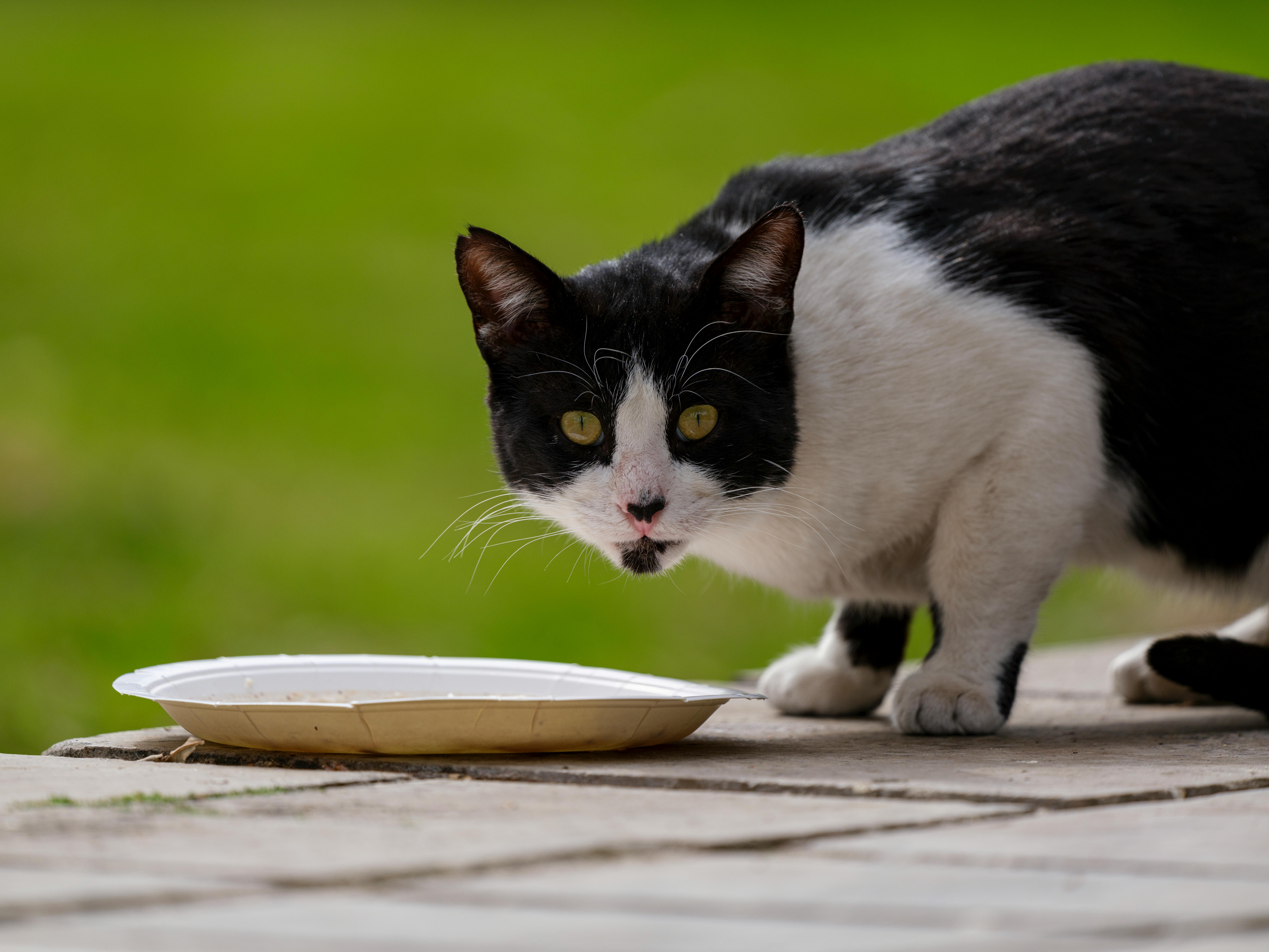 Best Wet Cat Food 2026: High-Moisture Formulas for Picky Cats