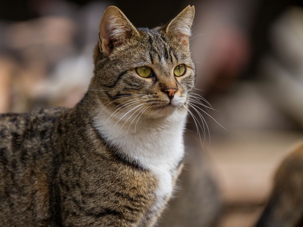 Close-up Portrait of a Tabby Cat Outdoors · Free Stock Photo