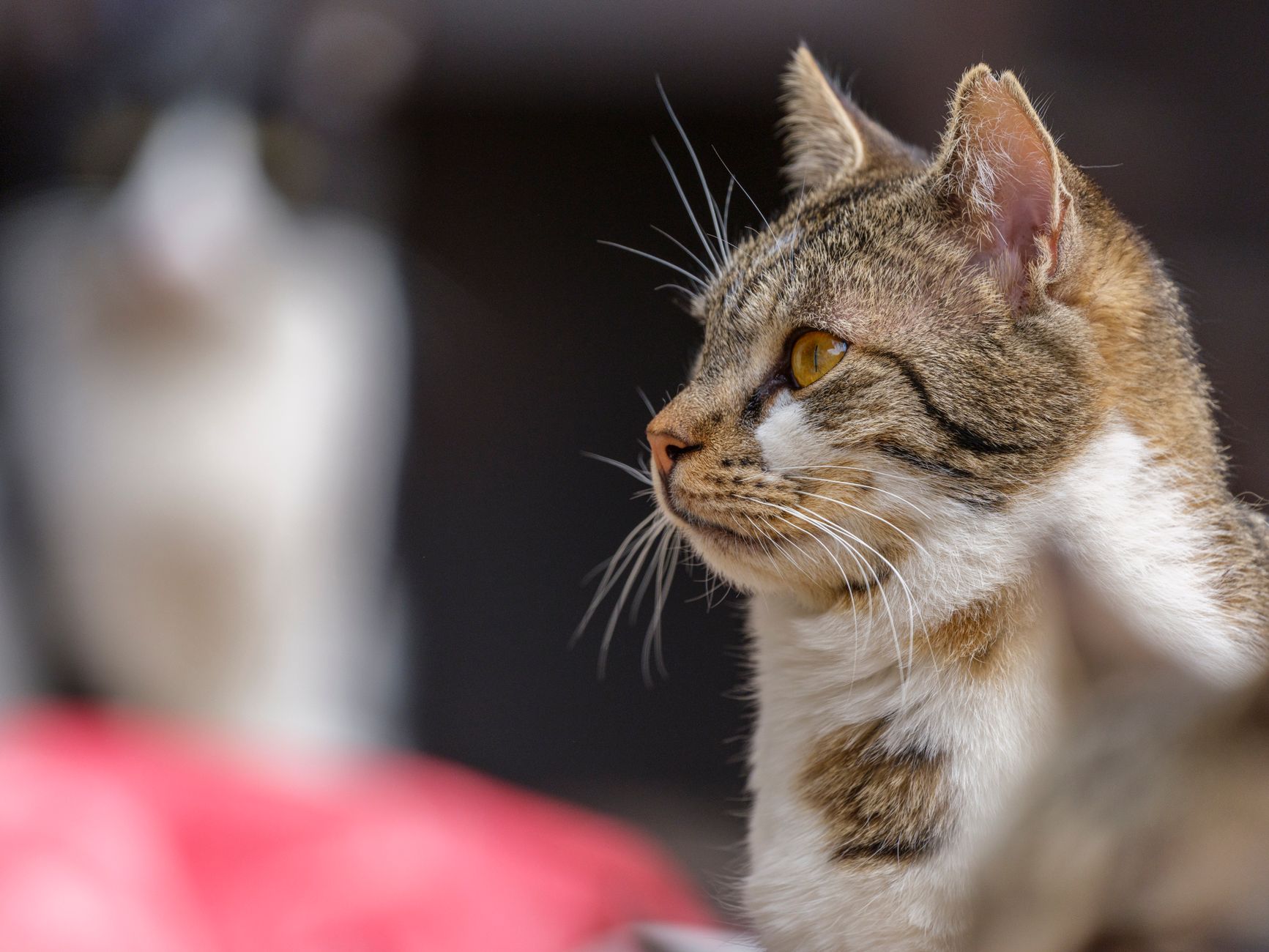 Veterinarian examining a cat during a checkup