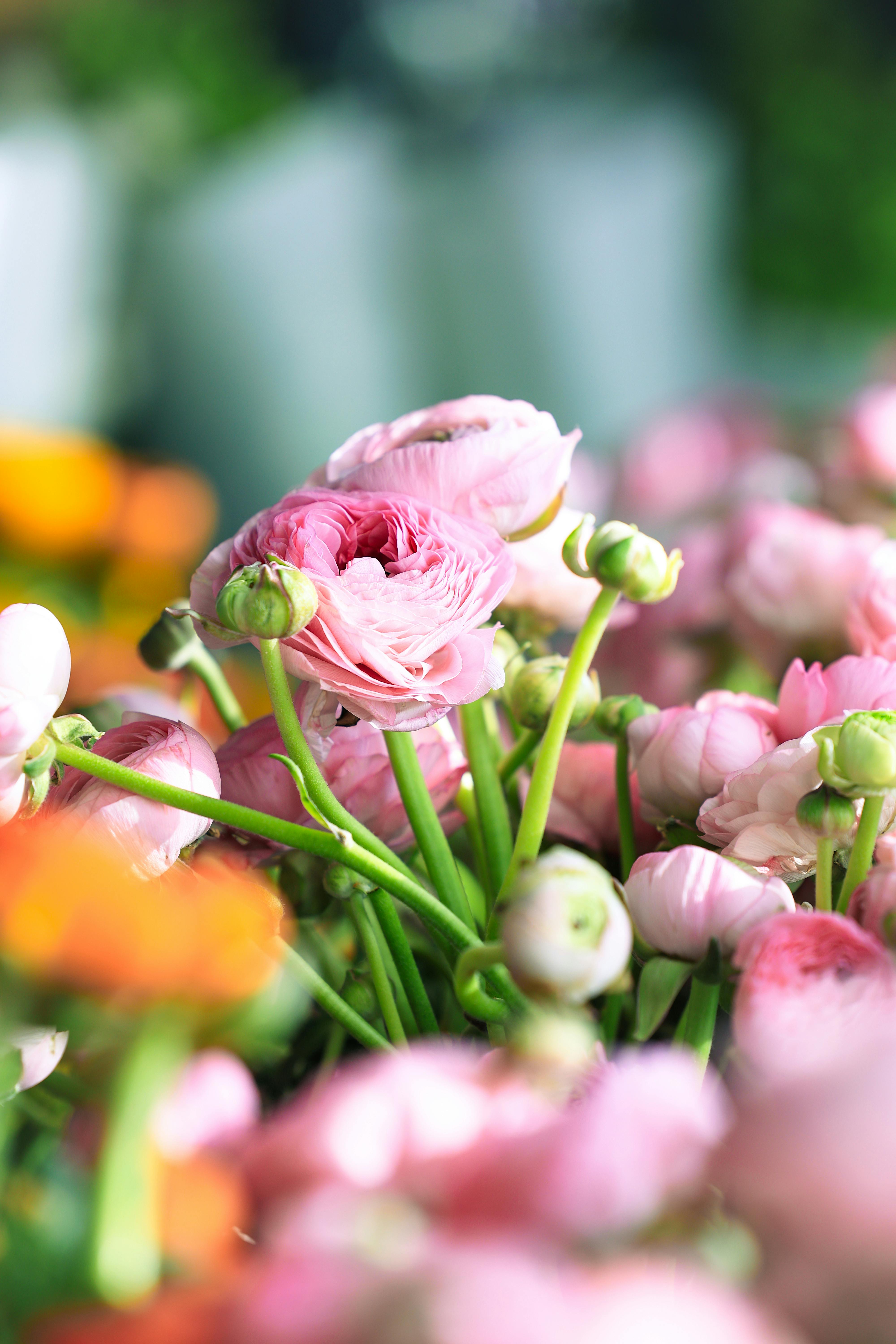 [ColoSach]-vibrant-pink-ranunculus-flowers-in-full-bloom-with-a-blurred-green-background.