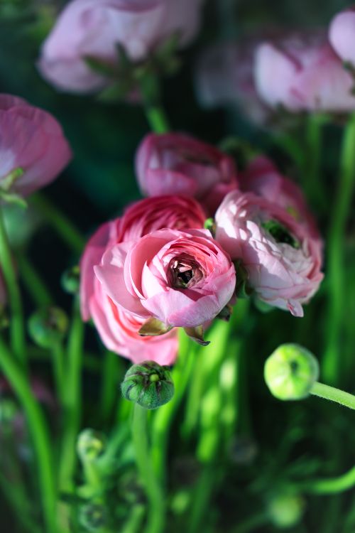 Pink Ranunculus Detail Close-up of Vibrant Pink Ranunculus Flowers · Free Stock Photo
