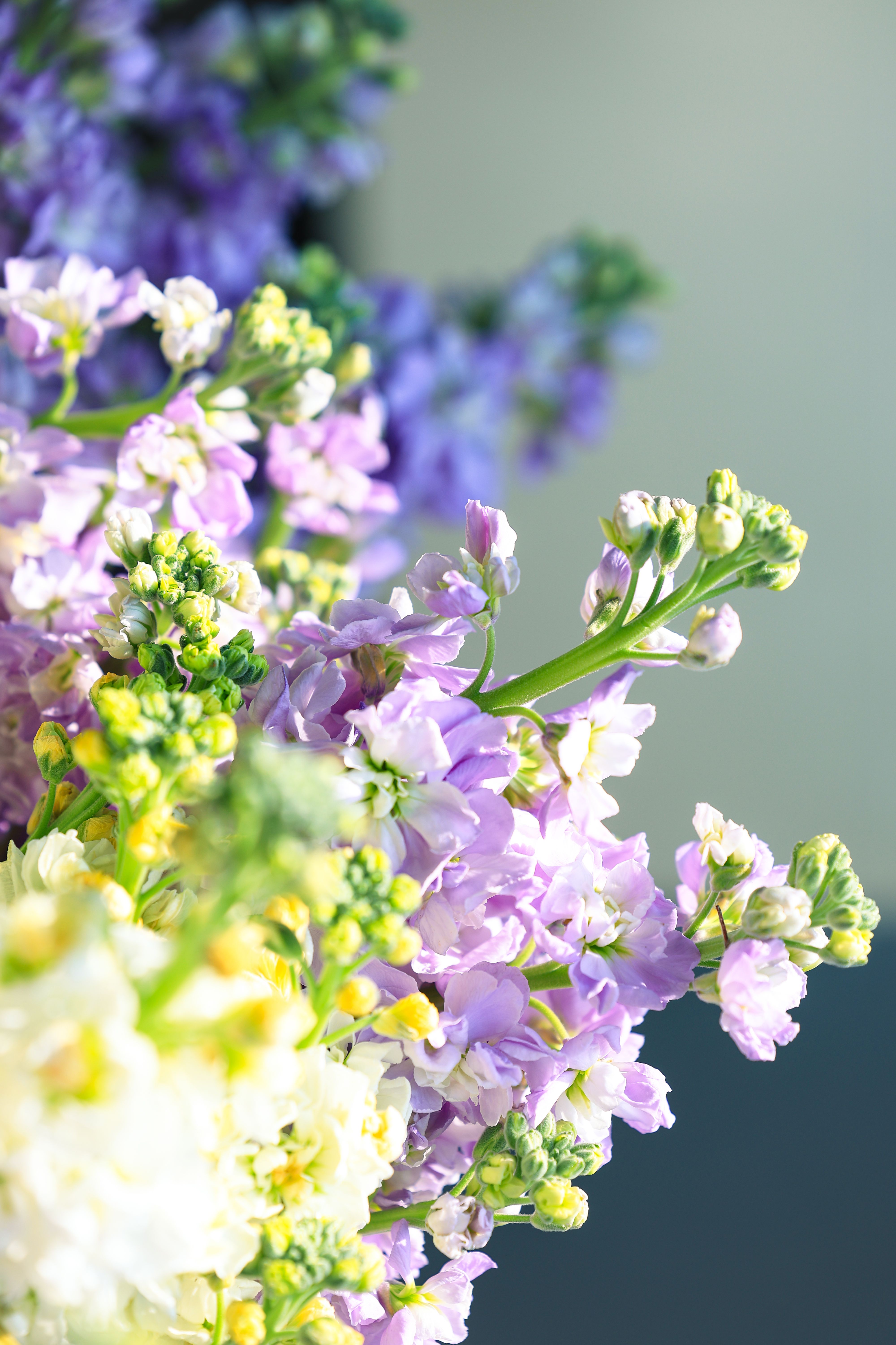 A close-up of lilac and white stock flowers with soft focus and natural light.
